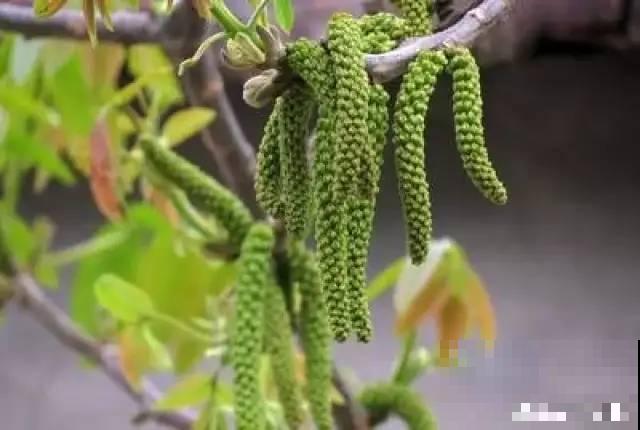 花盆里挖出一堆“蚕”，原来还能吃，味道清脆爽口