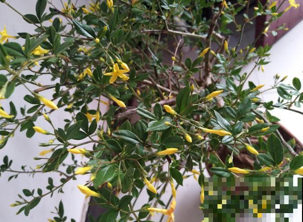 迎夏花你听过吗?认错了多年,终于能分清啦! 迎夏花你听过吗?认错了多年,终于能分清啦!