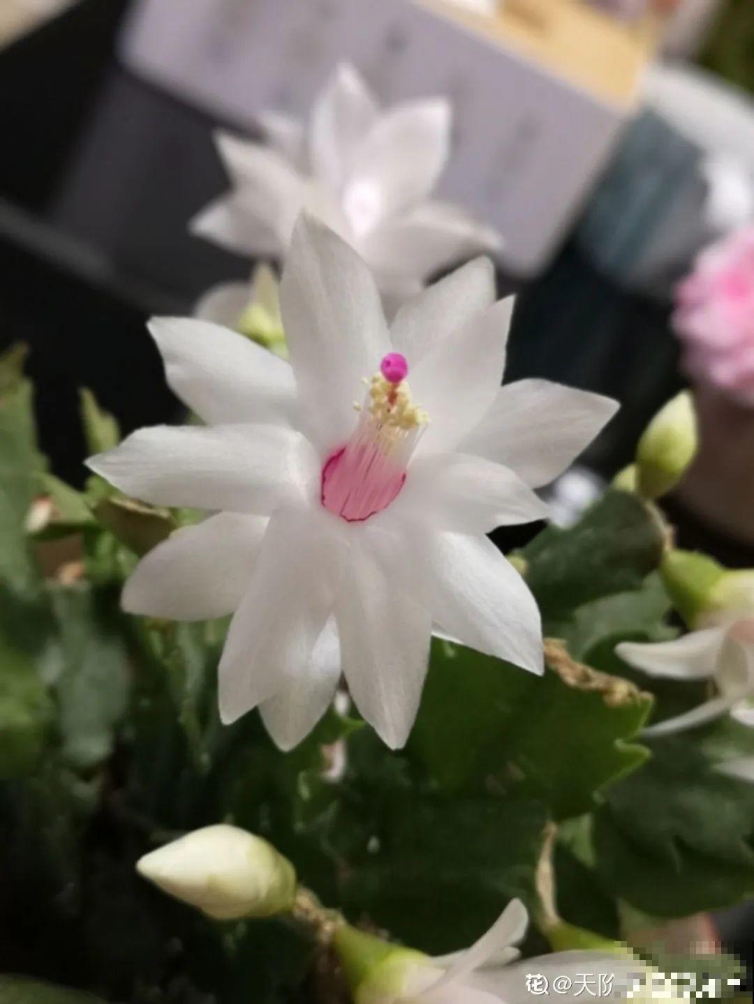 10月养花掐一掐,掐完就来花,盆都塞不下! 10月养花掐一掐,掐完就来花,盆都塞不下!