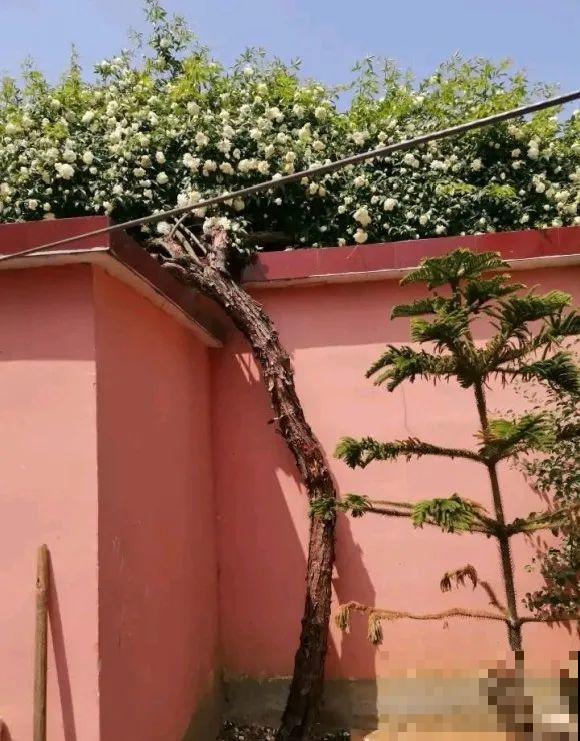 50年的桂花树,卖了5万块钱,大家觉得值吗? 50年的桂花树,卖了5万块钱,大家觉得值吗?