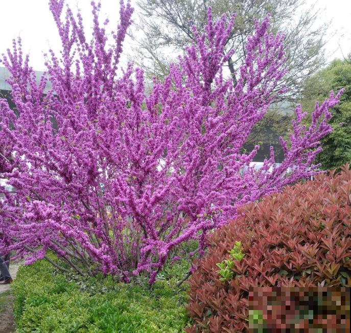 适合地栽养的花木，只要种一棵，年年有花赏！