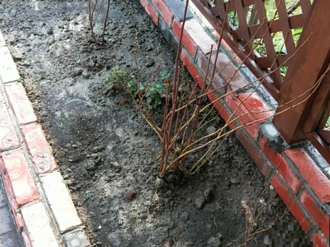 现在开始埋冬肥了,月季补一补,明年满枝爆花! 现在开始埋冬肥了,月季补一补,明年满枝爆花!