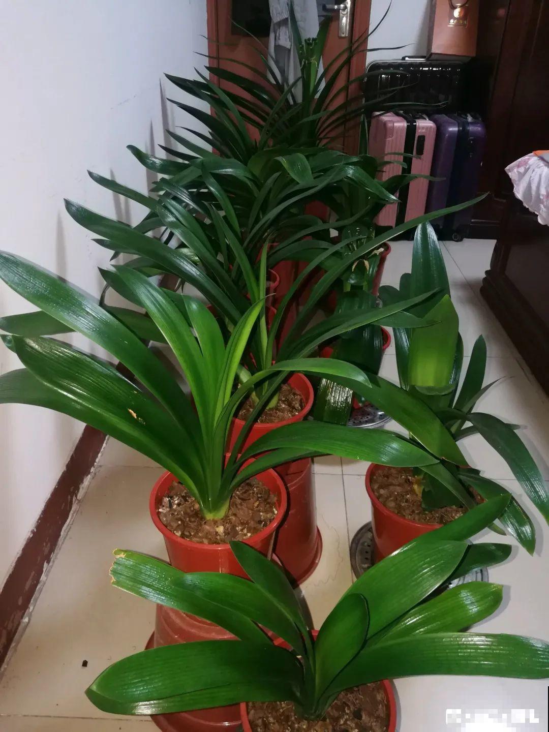 南方花友请注意，这几种花先别买，买回家就挂！