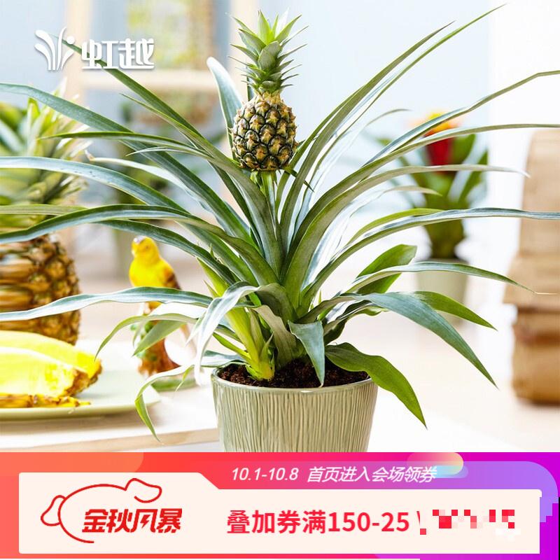 吃完的菠萝别扔，栽到土里还能活，养上几年能结果！