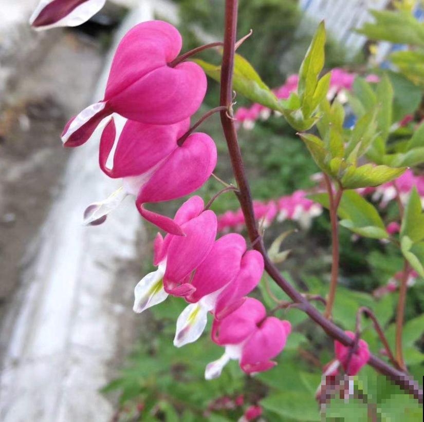 超别致的花卉,枝条上挂满荷包,故事凄美! 超别致的花卉,枝条上挂满荷包,故事凄美!