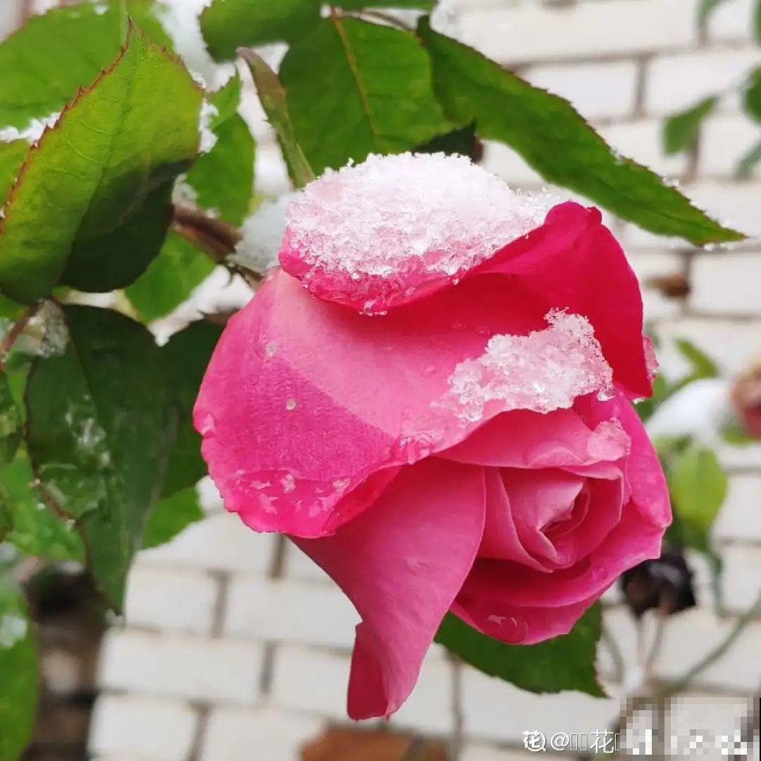 大雪天照样开花，耐寒性超好，冬天也能赏花