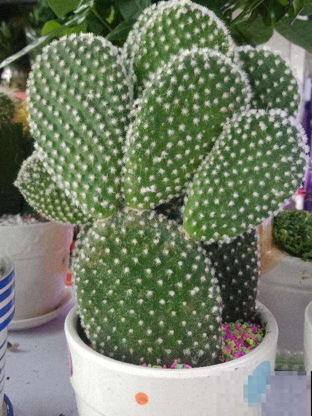 适合秋冬养的“懒人花”，太勤快养不好，越懒养得越好