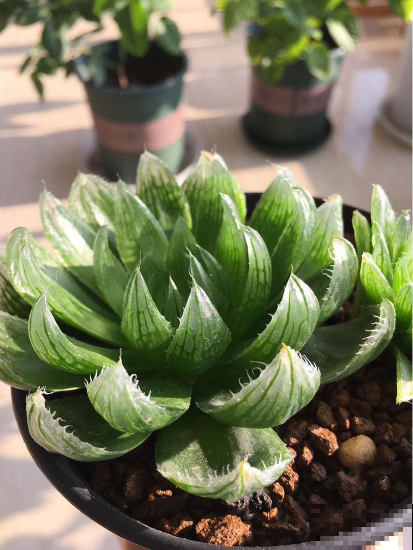 养花之后,多了一些“小癖好”,花友们中了哪几个? 养花之后,多了一些“小癖好”,花友们中了哪几个?