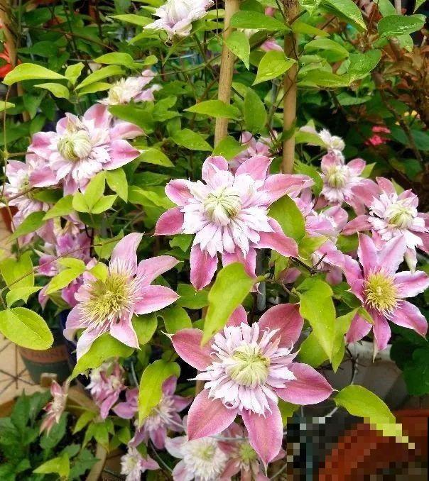 20种花特耐寒，放外面冻一冻，开花更多