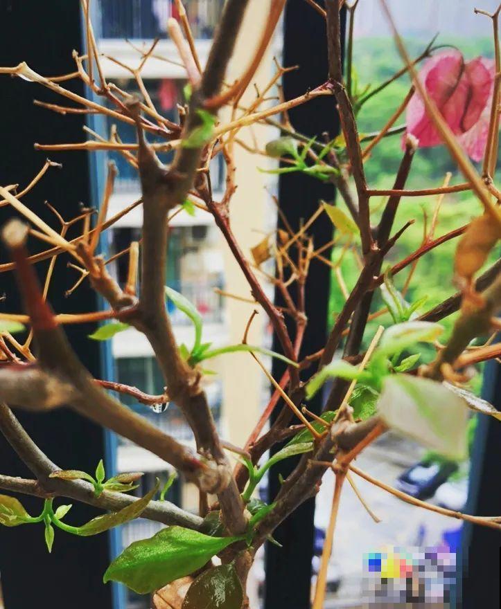 掉叶子第一名,10种花养成光杆,竟然还活着! 掉叶子第一名,10种花养成光杆,竟然还活着!