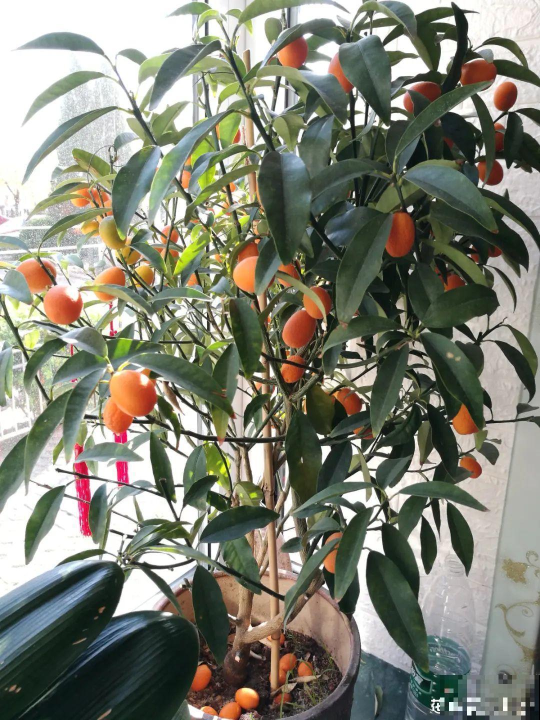 300块钱的花，一个没注意，一周掉成光杆司令
