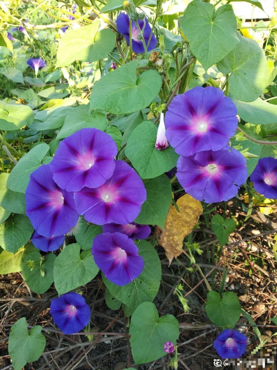 十一赏花图谱，看了啥花都认识，不用问别人！
