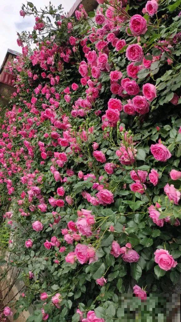 大螃蟹做花肥,秋天大补,花吃完就疯长了! 大螃蟹做花肥,秋天大补,花吃完就疯长了!