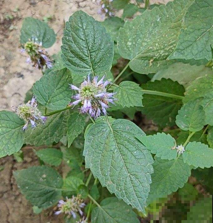 植物命名的5种方式,新奇有趣! 植物命名的5种方式,新奇有趣!