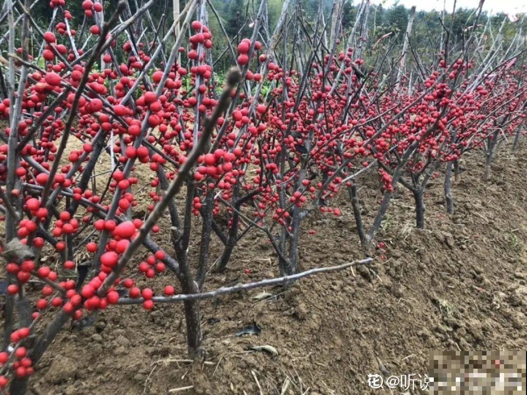 农村当柴火的花，花市卖得可贵，你认识几种？