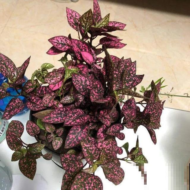 冬天就养耐阴花，没光也能开爆盆，扔角落自己疯长！