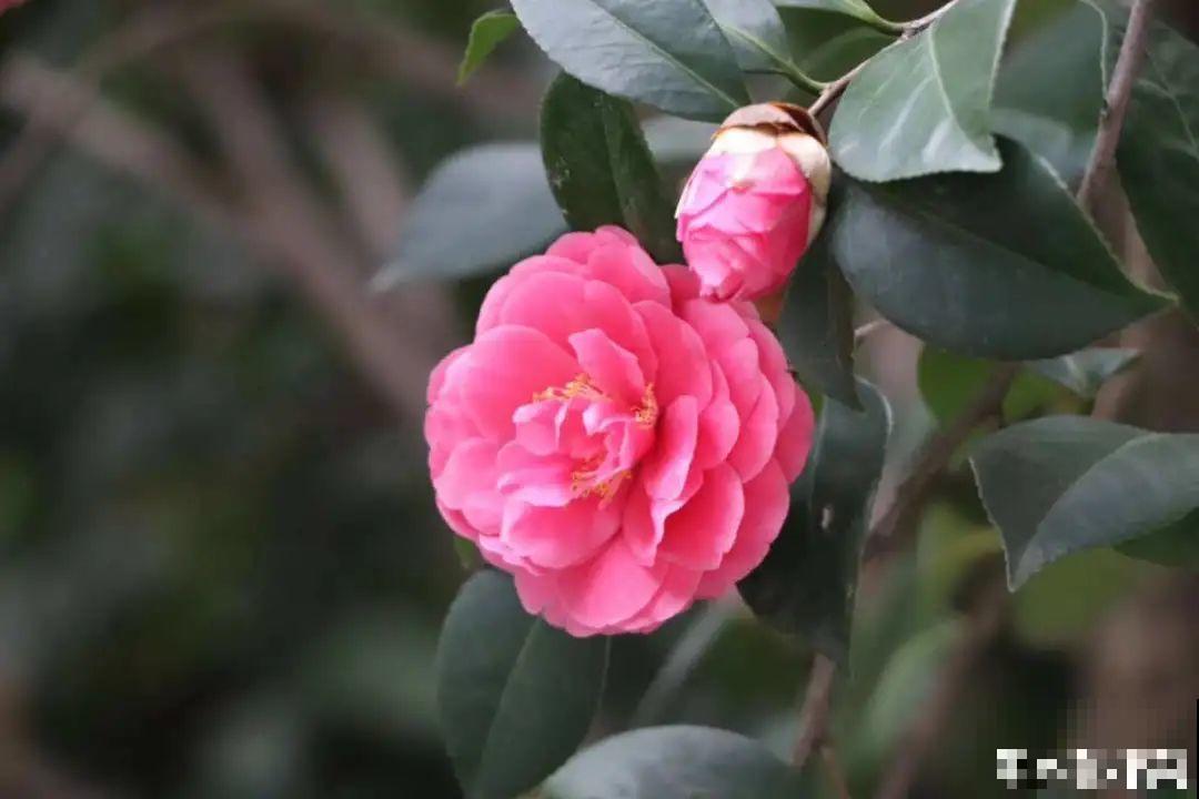 你在哪个城市，最适合养的花就是它！