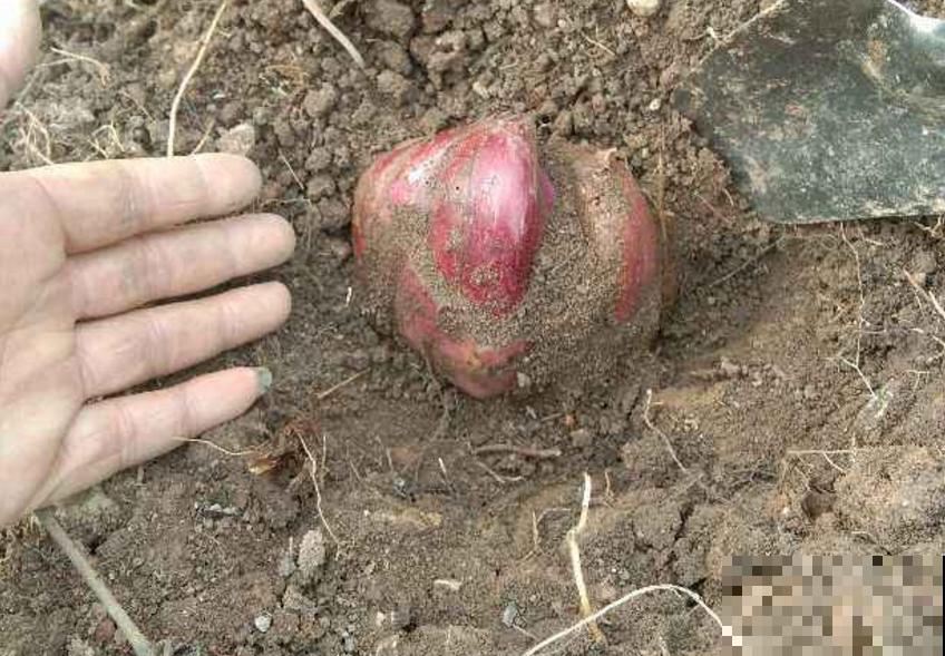 洋葱吃不完别扔，养花甚好，花叶嗖嗖长！