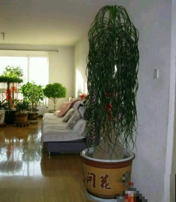 不是所有花都喜水，这3种是例外，渴着就好！