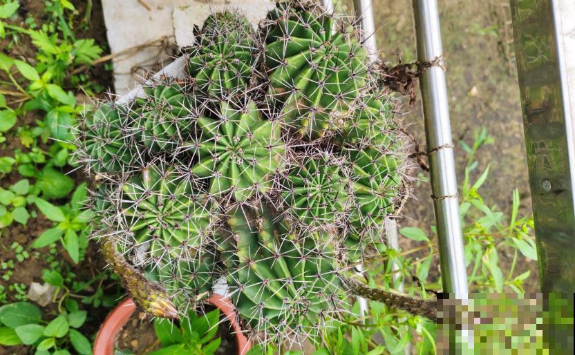 仙人球不开花？催花方法很多，做好这4点即可！