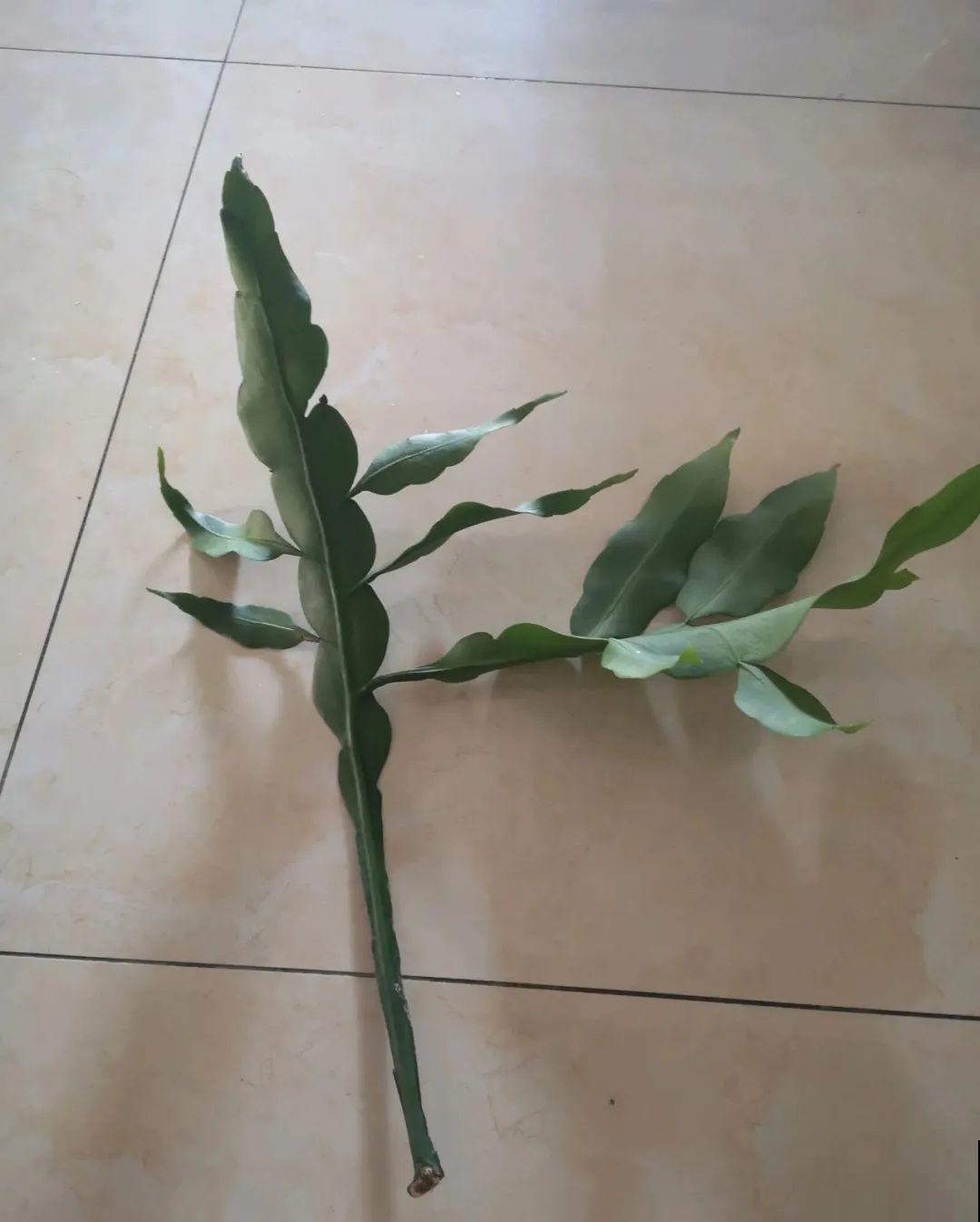 最后一波扦插，赶紧动手，天冷就不行了！