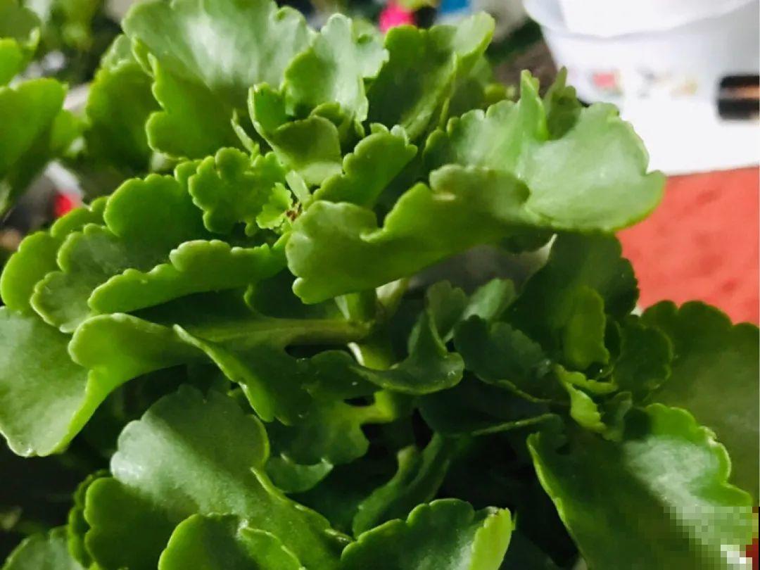 长寿还是地栽长得肥，皮实好养，满头都是花苞