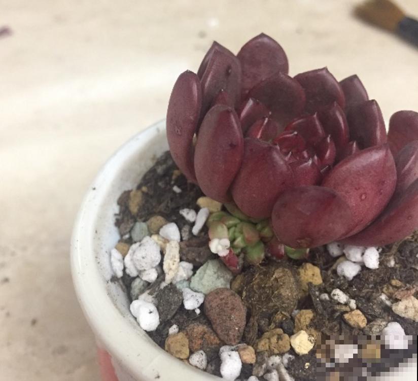 红宝石不上色？光照、水分和温度，缺一不可！