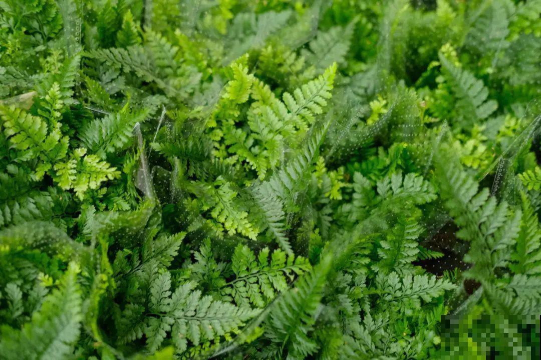 逛花市必买的花，十月入手刚刚好，不买亏大了！