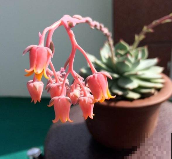 这5种多肉爱开花,花朵还极美,没见过亏大了! 这5种多肉爱开花,花朵还极美,没见过亏大了!