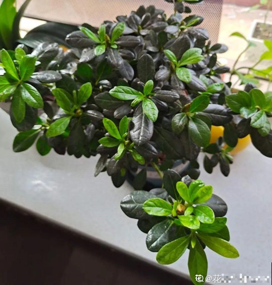 掉叶子第一名,10种花养成光杆,竟然还活着! 掉叶子第一名,10种花养成光杆,竟然还活着!