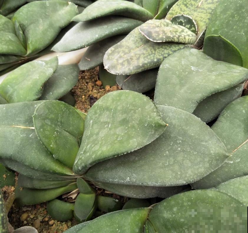 多肉卧牛,丑萌丑萌的,养起来超省心! 多肉卧牛,丑萌丑萌的,养起来超省心!