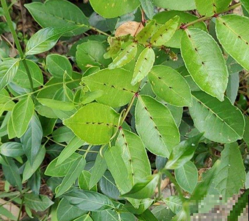 中草药两面针,药用价值极高,常常被看成野草! 中草药两面针,药用价值极高,常常被看成野草!