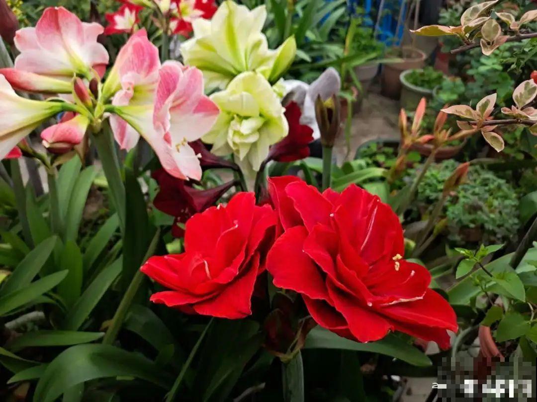 再穷也要养长寿花，寓意好、开花美，养人又养家！