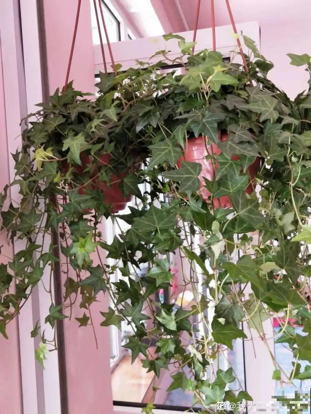 家里养盆常春藤，挂在墙上特漂亮，二手烟废气全吸收！