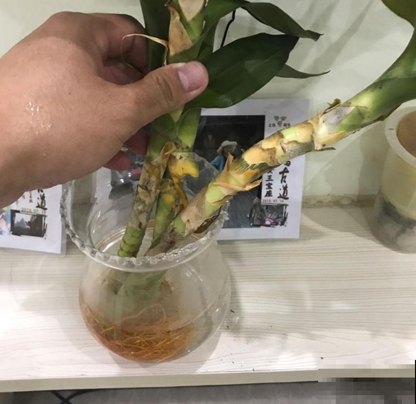 秋天富贵竹易黄叶,找准原因,翠绿一整秋! 秋天富贵竹易黄叶,找准原因,翠绿一整秋!