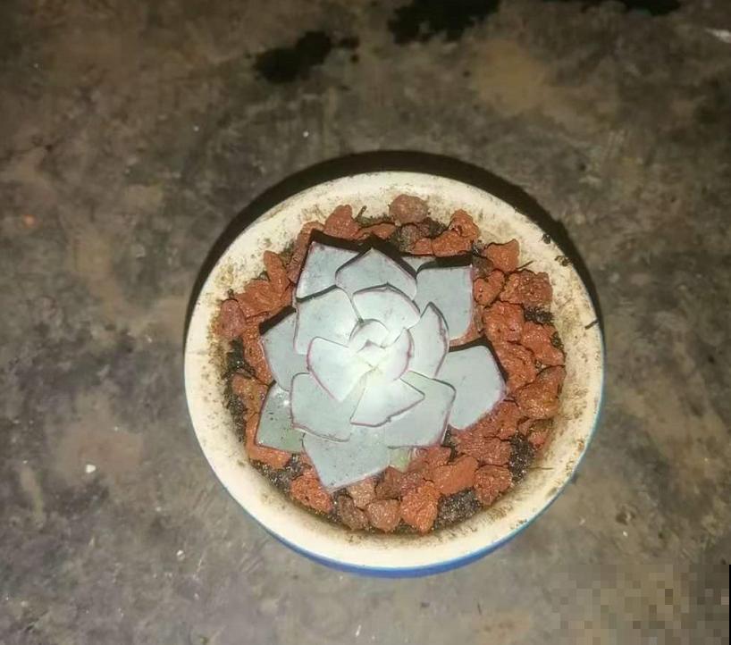 养剑司诺娃就像开盲盒，主要看缘分，家里种盆看看手气！