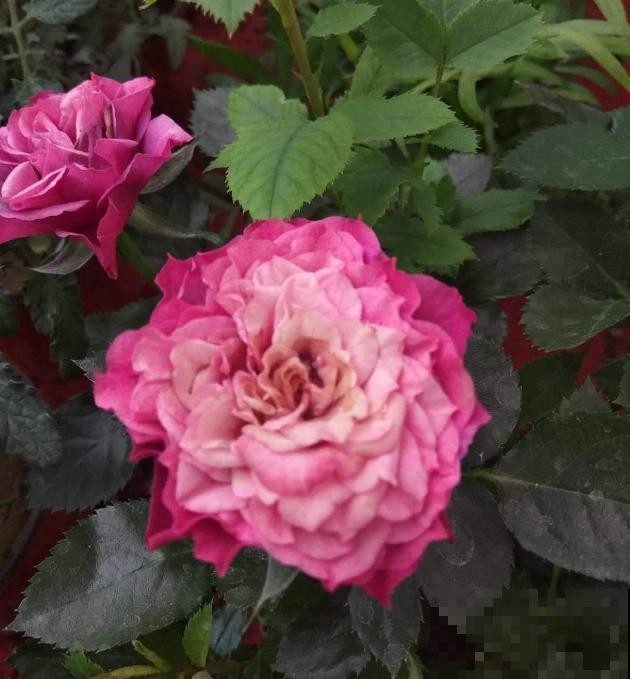 卧室植物别乱选,放几盆吊兰,净化空气超厉害! 卧室植物别乱选,放几盆吊兰,净化空气超厉害!