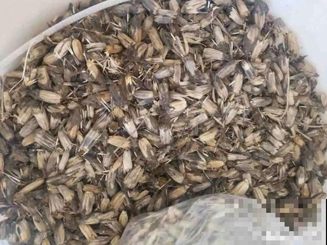 秋分后，绿化带捡种子，回家撒土里就活！