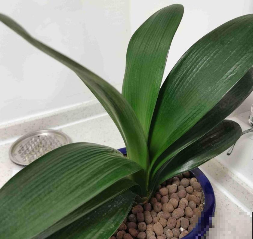 买君子兰水太深，掌握这些标准，一眼判断品质好坏！