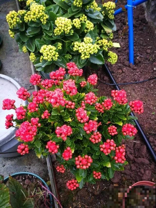 10月养花掐一掐,掐完就来花,盆都塞不下! 10月养花掐一掐,掐完就来花,盆都塞不下!