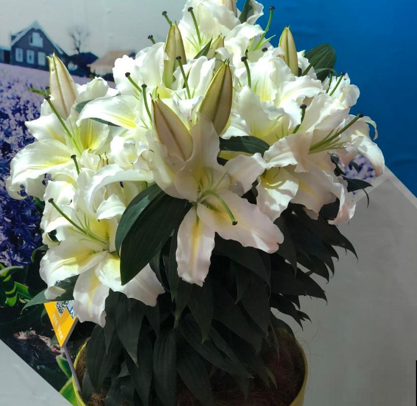 这3种花爱猫人士要注意，坚决不能养，养了猫咪就遭罪！