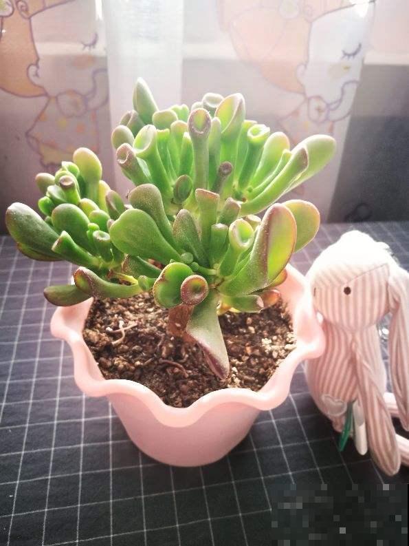 1种吸财树,叶子猛晒红彤彤,养在家里寓意好 1种吸财树,叶子猛晒红彤彤,养在家里寓意好