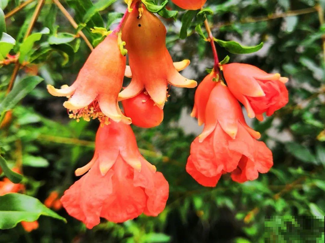 你在哪个城市，最适合养的花就是它！