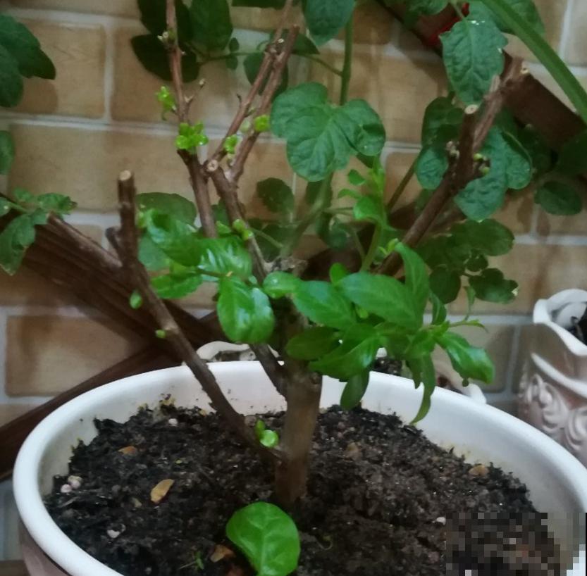 紫薇花开得小,别急,原因很多,进来查一查! 紫薇花开得小,别急,原因很多,进来查一查!