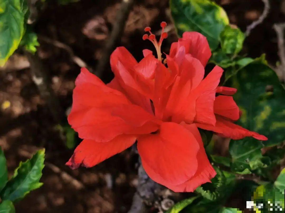 你在哪个城市，最适合养的花就是它！