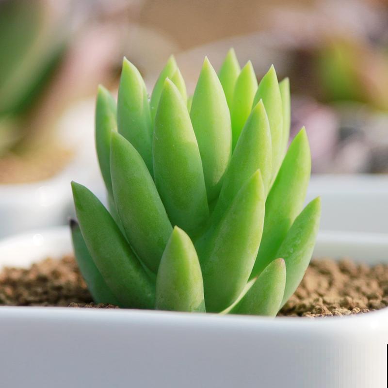 特欠削的千佛手，削一削就疯长，快回家削一顿！