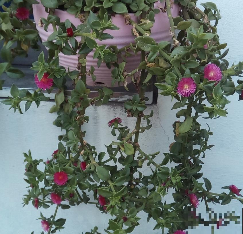 吊兰、绿萝养腻了,养盆牡丹吊兰,叶绿花红花期长! 吊兰、绿萝养腻了,养盆牡丹吊兰,叶绿花红花期长!