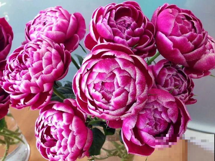 这种花品种多,花型好,养了你就爱上了! 这种花品种多,花型好,养了你就爱上了!