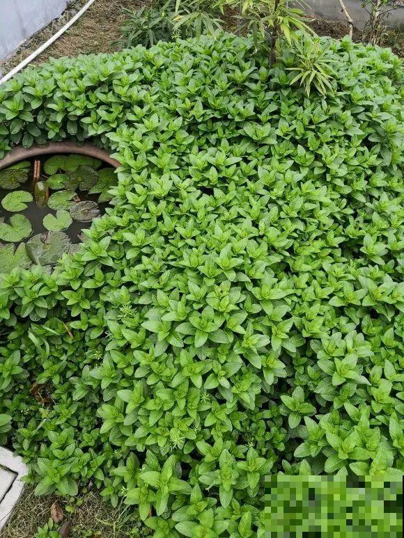 家里养了鱼腥草，吃都吃不完，泛滥了！