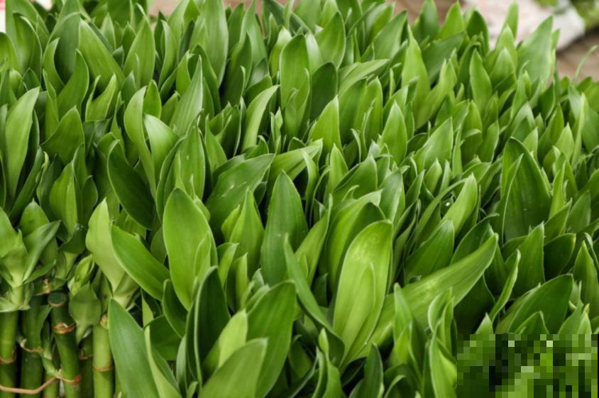 富贵竹开花你见过吗？很美很仙，神似曼珠沙华！